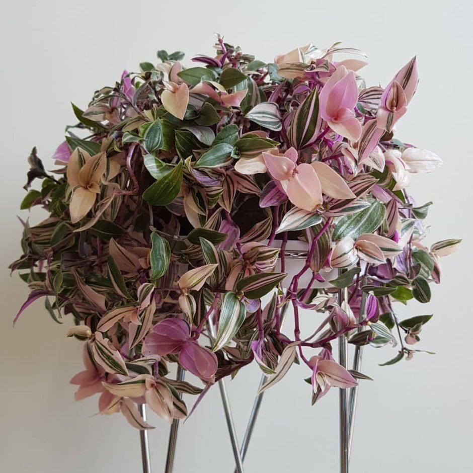 Традесканция квадриколор