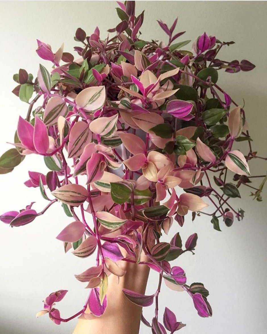 Традесканция Tricolor