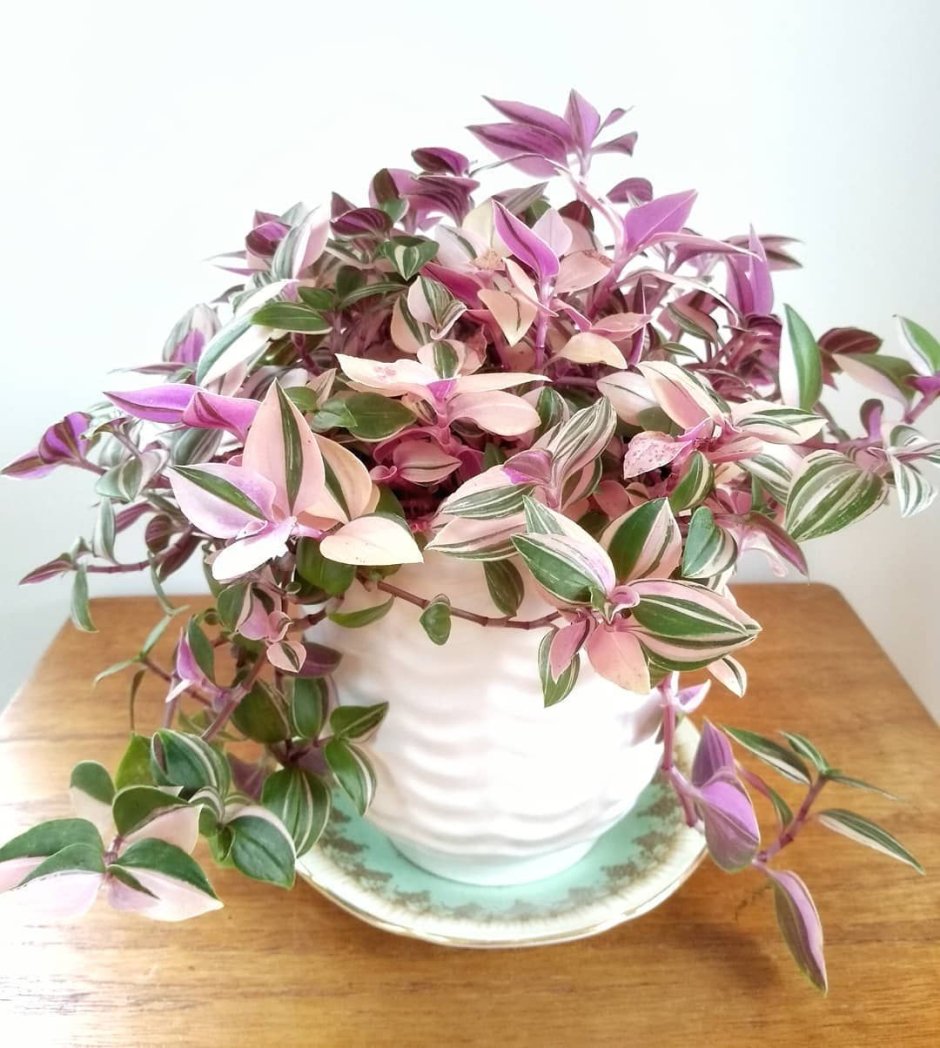 Традесканция каллизия розовая