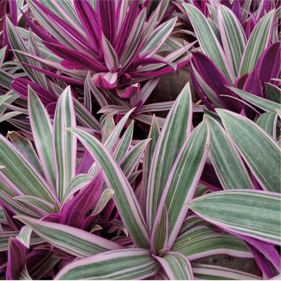 Традесканция спатацея Ситара