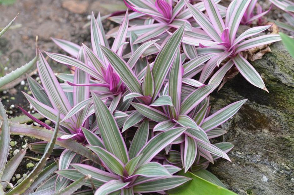 Традесканция Рео виттата