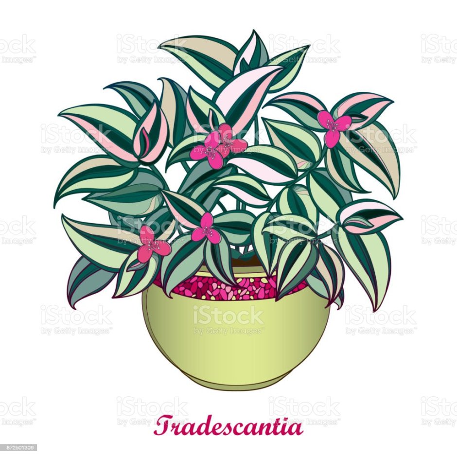 Традесканция рисунок