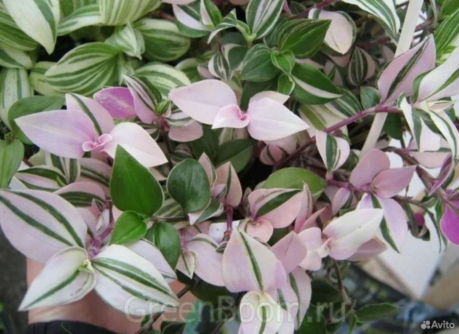 Традесканция Rainbow Hill квадриколор