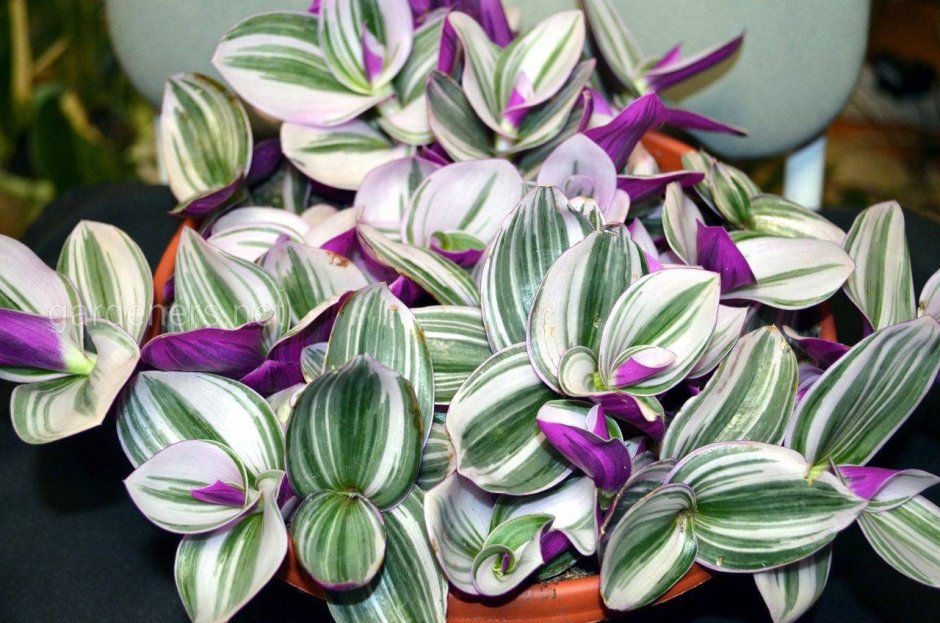 Традесканция тайская