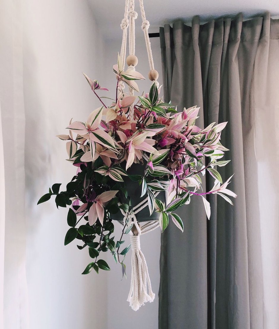 Традесканция висячая