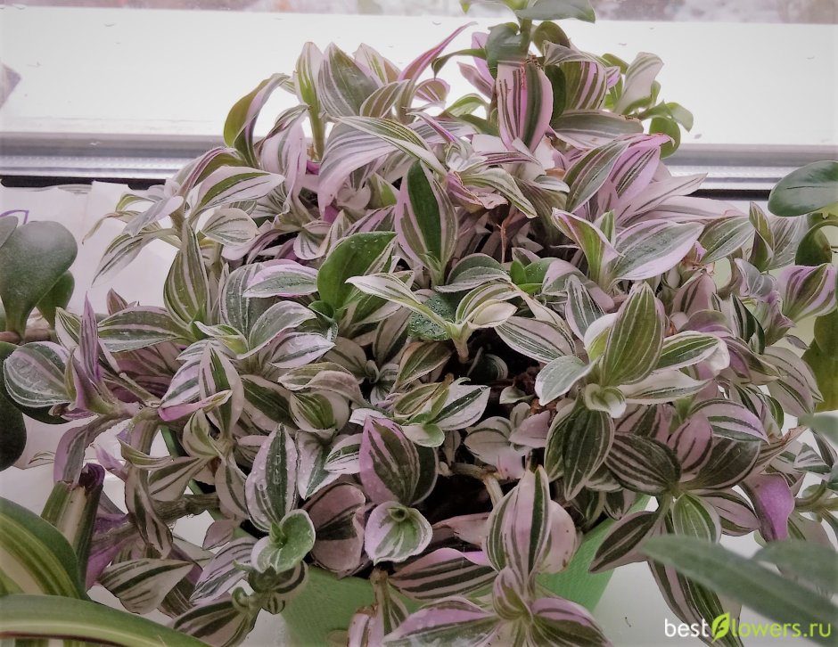 Традесканция Флуминенсе