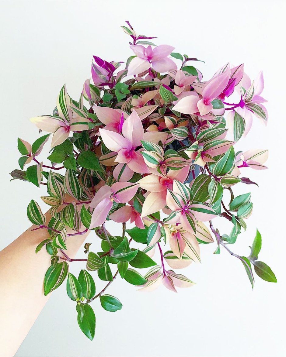 Пинк комнатное растение