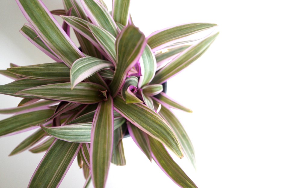 Традесканция Пинк Джой