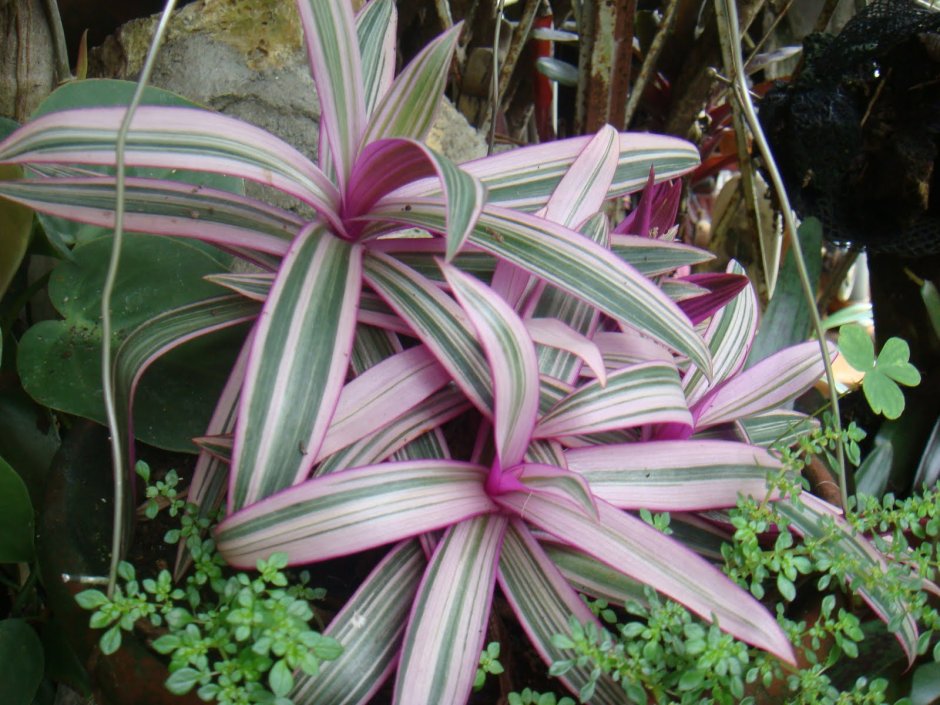 Традесканция Королевская