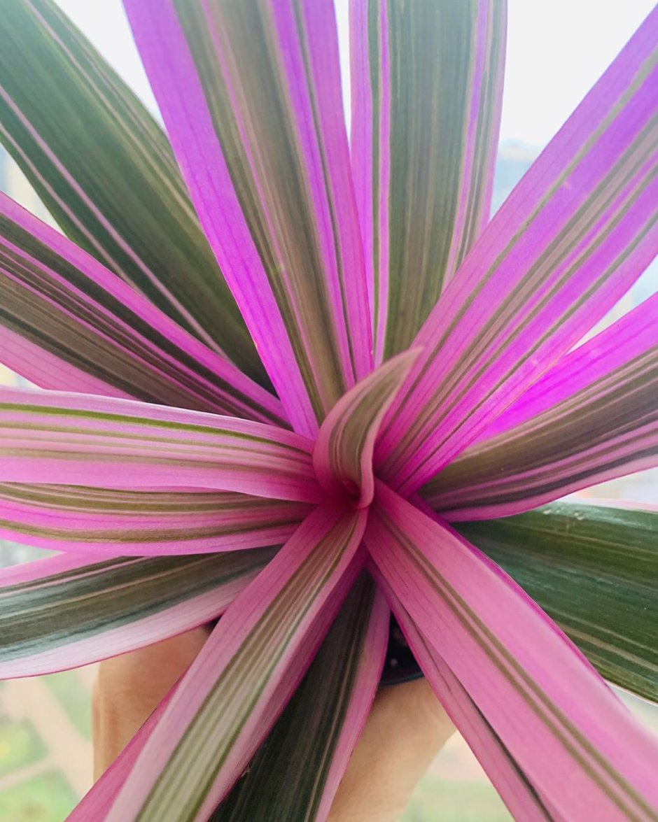 Традесканция покрывальчатая