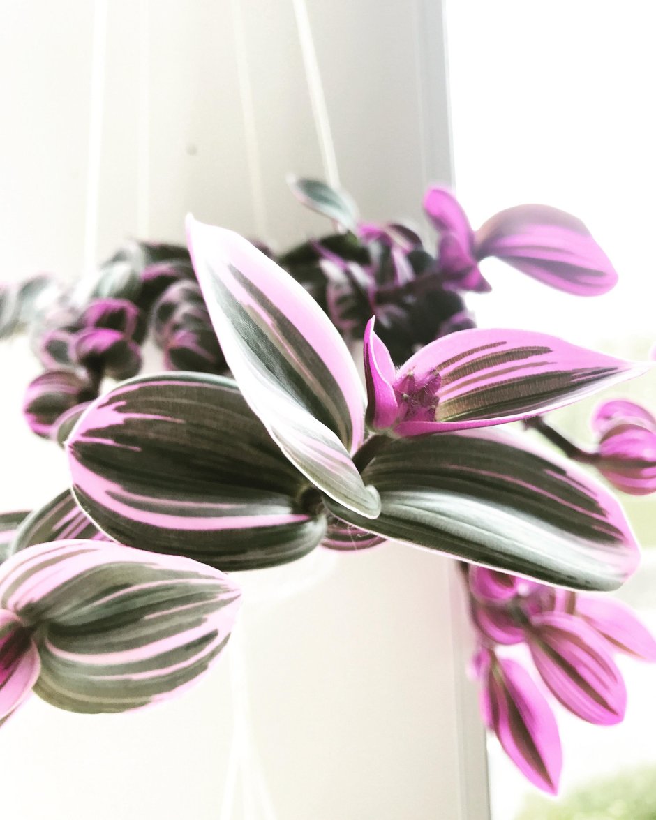 Традесканция Лилак баблгам