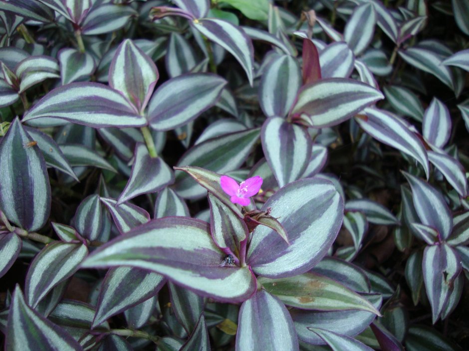 Традесканция зебровидная