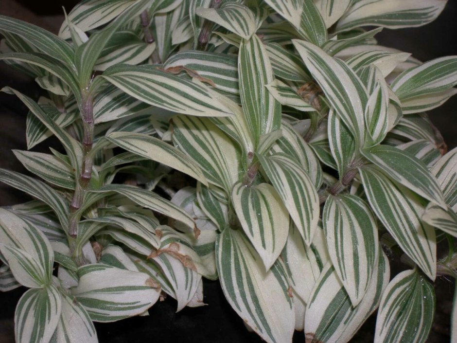 Лист традесканции