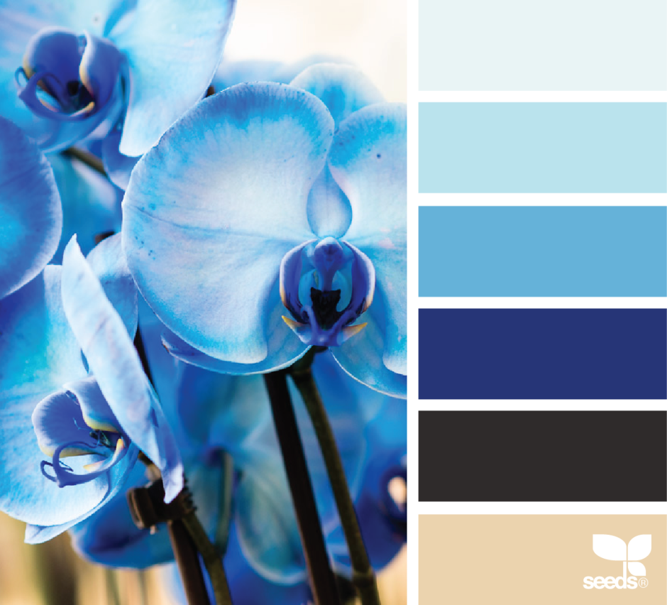 Сочетание цветов с синим