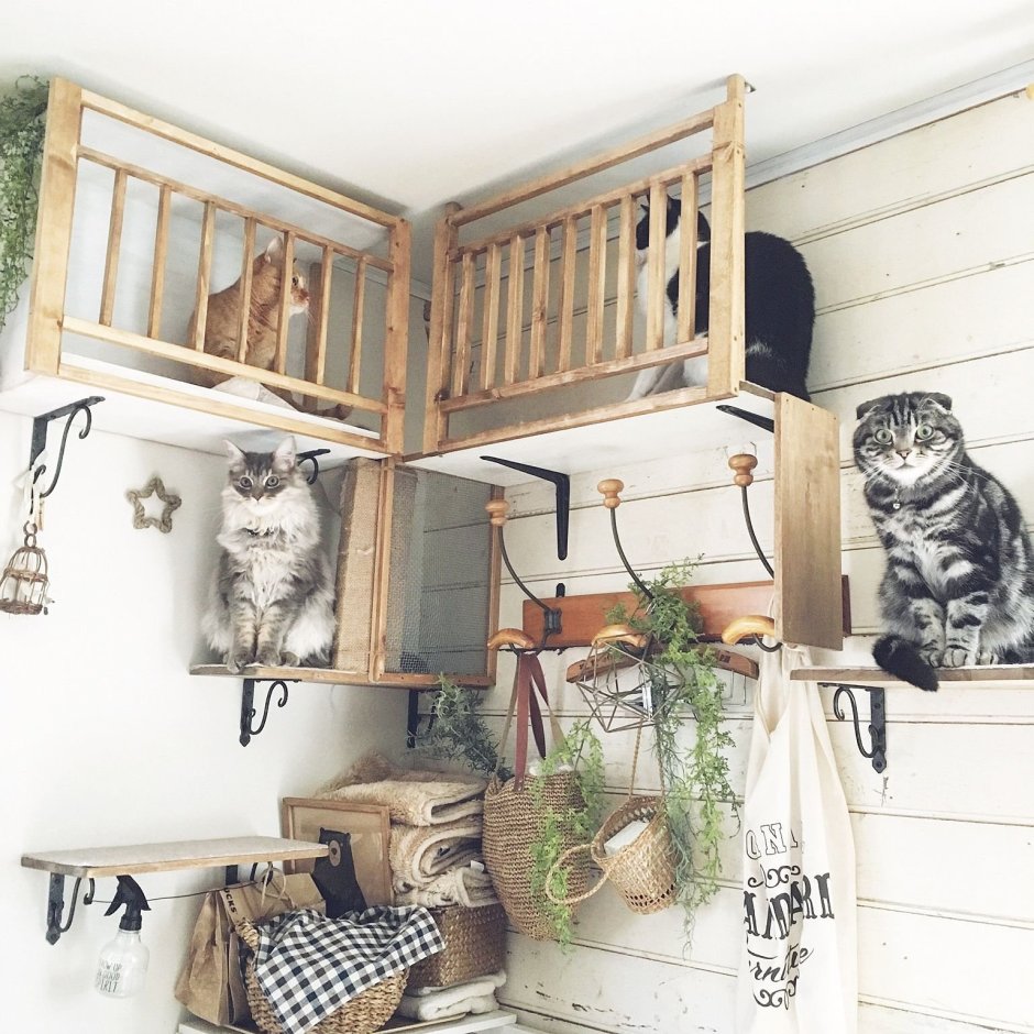 Интерьер комнаты для кошек
