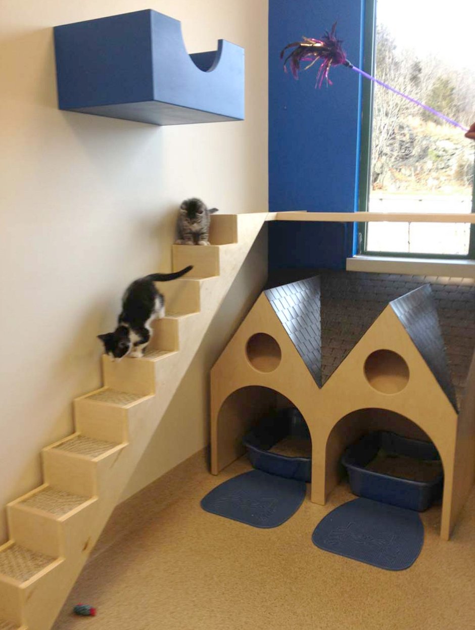 Комната для кошек