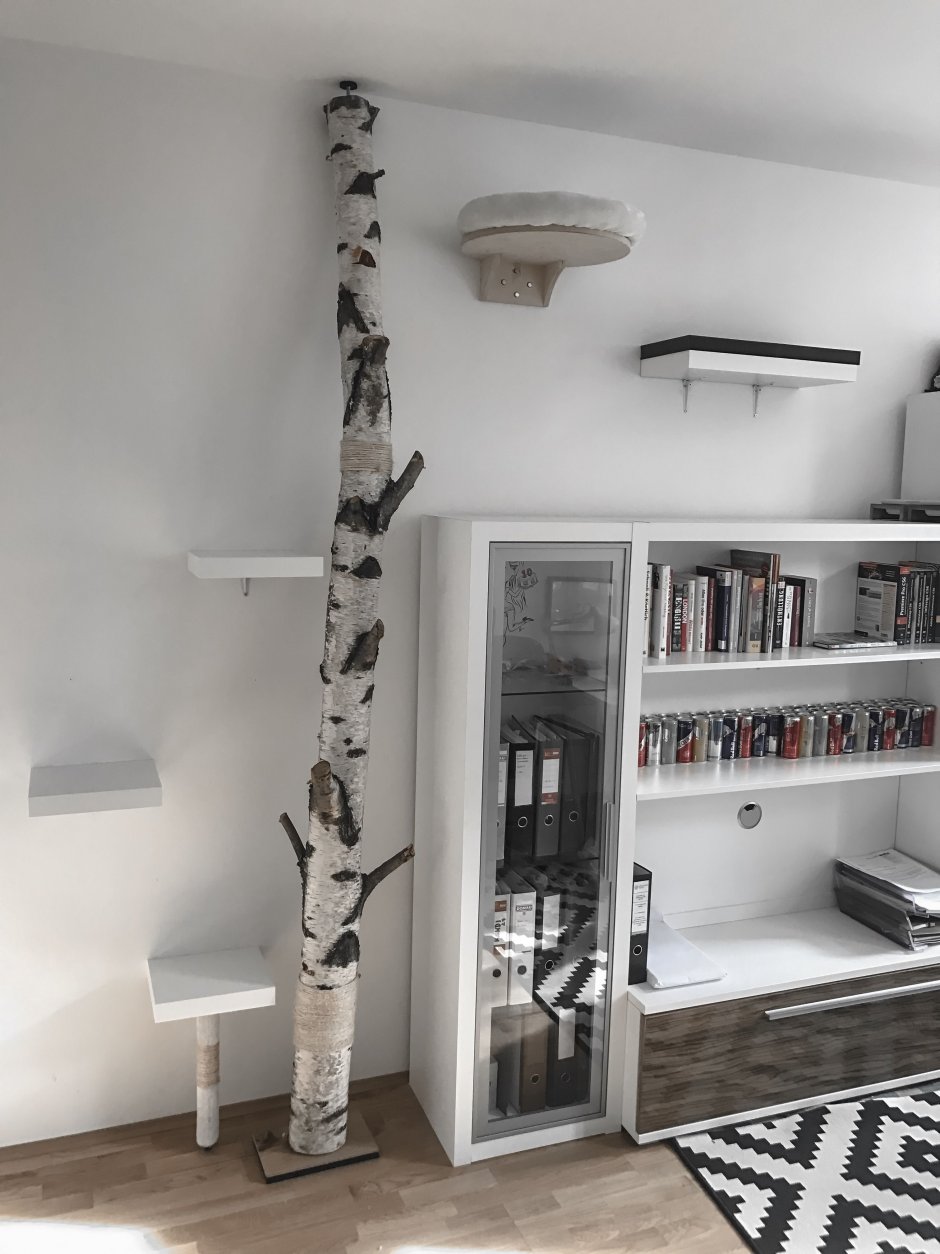 Оборудование комнаты для кошек