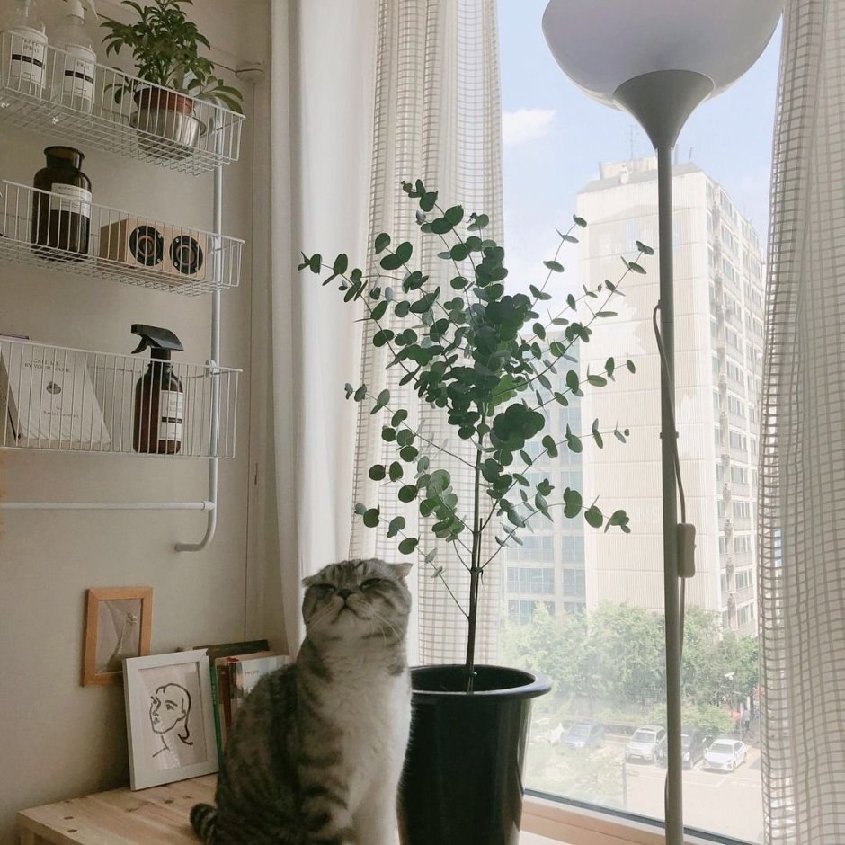 Эстетика кошек