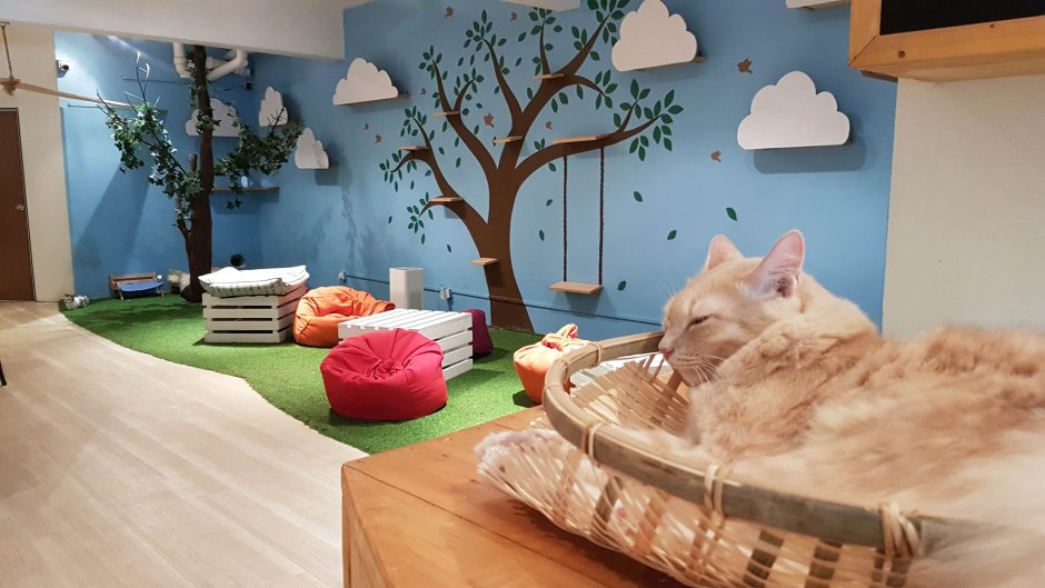 Кафе с кошками