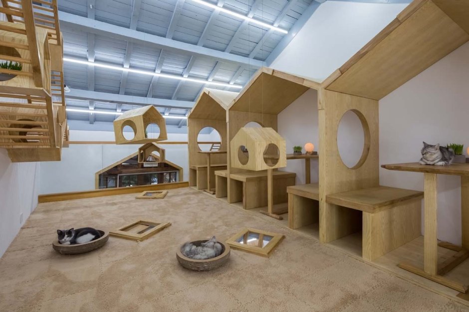 Игровая комната для кошек