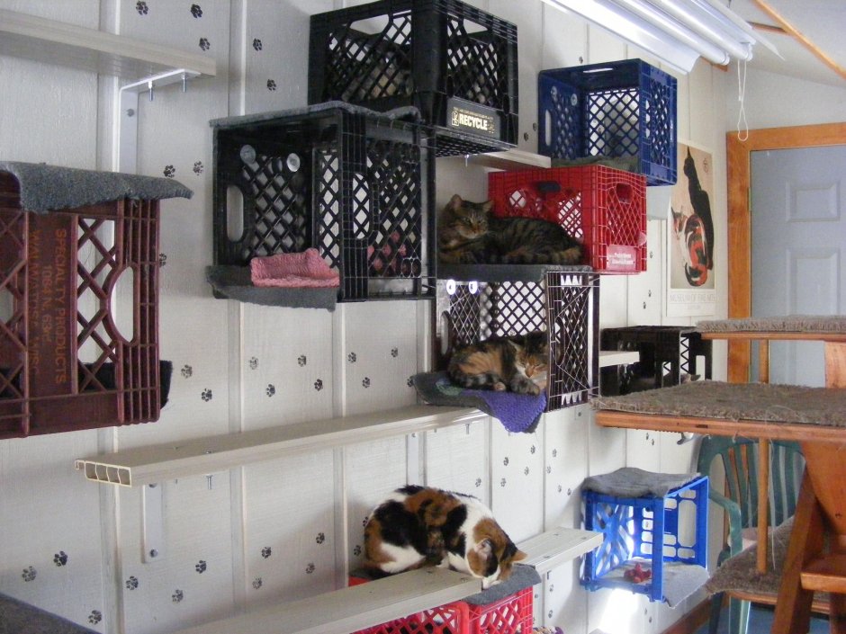 Обустройство комнаты для кошек