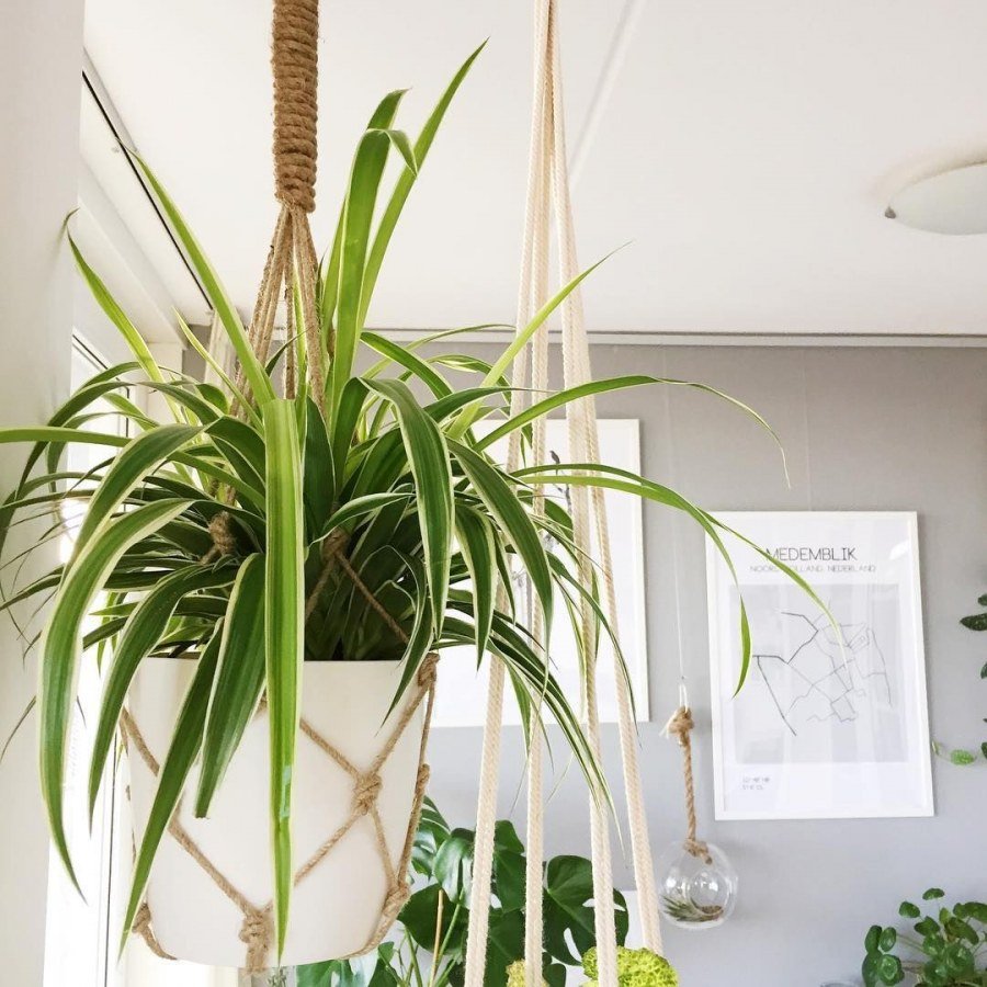 Хлорофитум сплести горшок из ниток