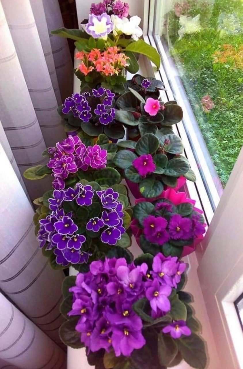 Сенполия узамбарская фиалка на подоконнике