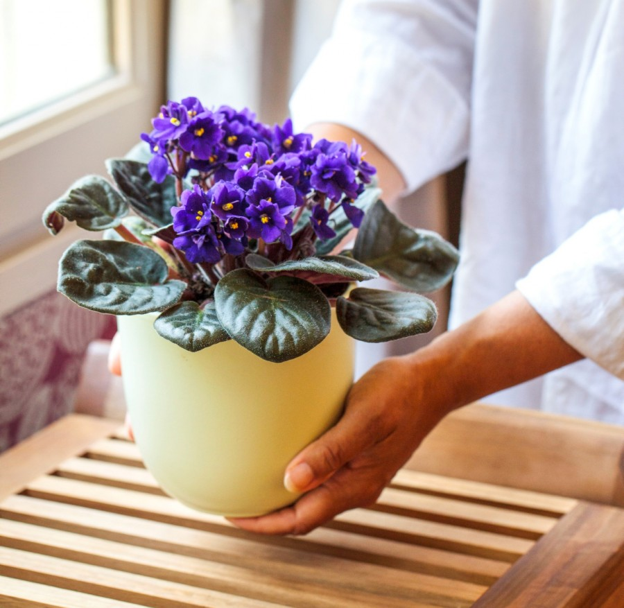 Композиция с фиалкой