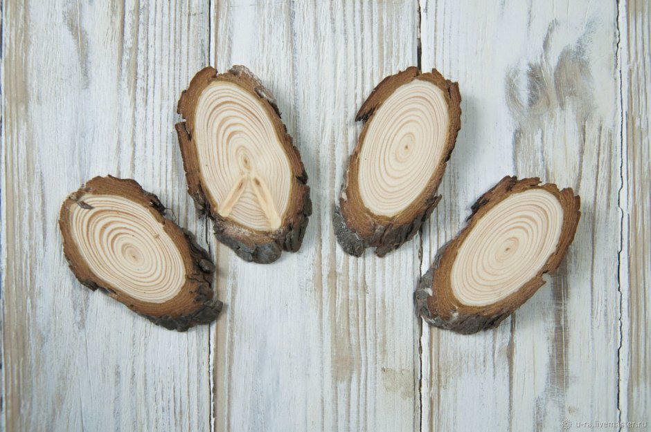 Срез дерева для декора