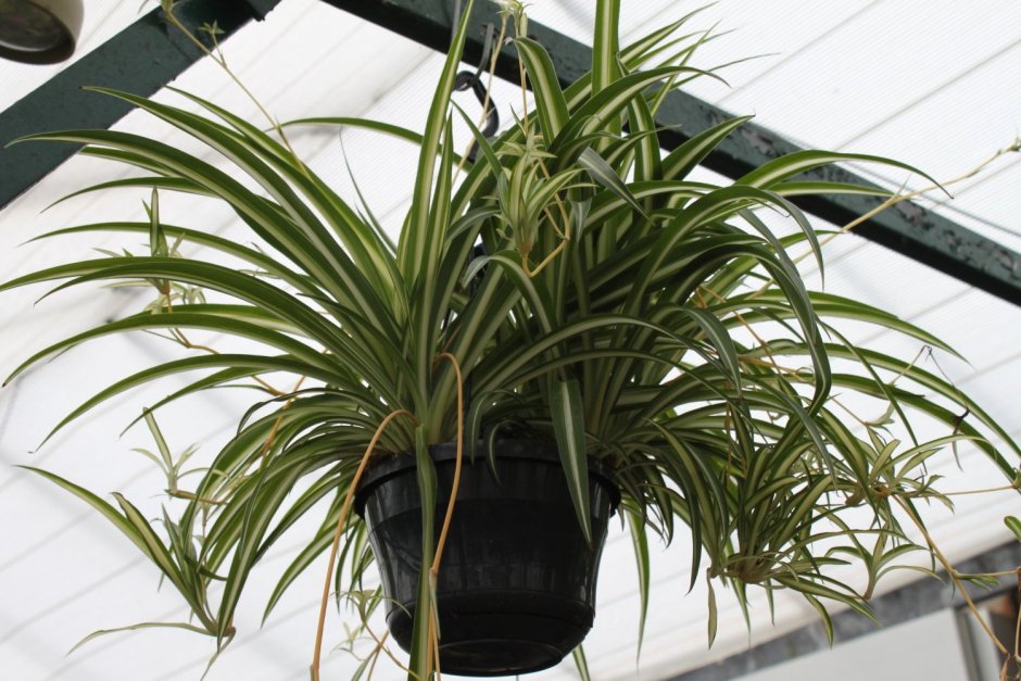 Хлорофитум любит опрыскивание