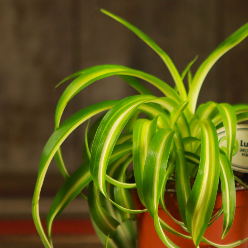 Хлорофитум хохлатый цветок