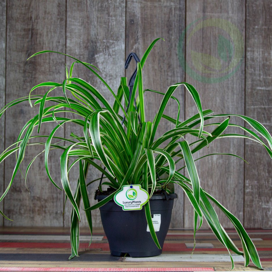 Хлорофитум хохлатый обыкновенный