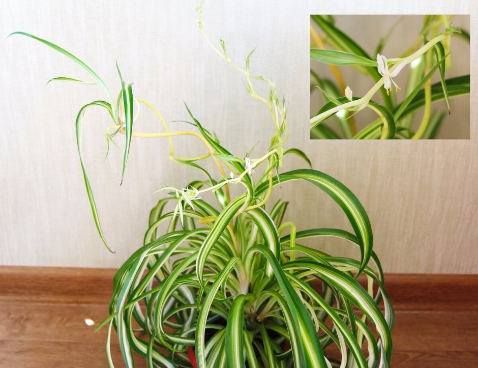 Хлорофитум Виттатум