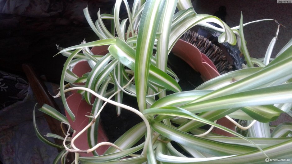 Хлорофитум семейство