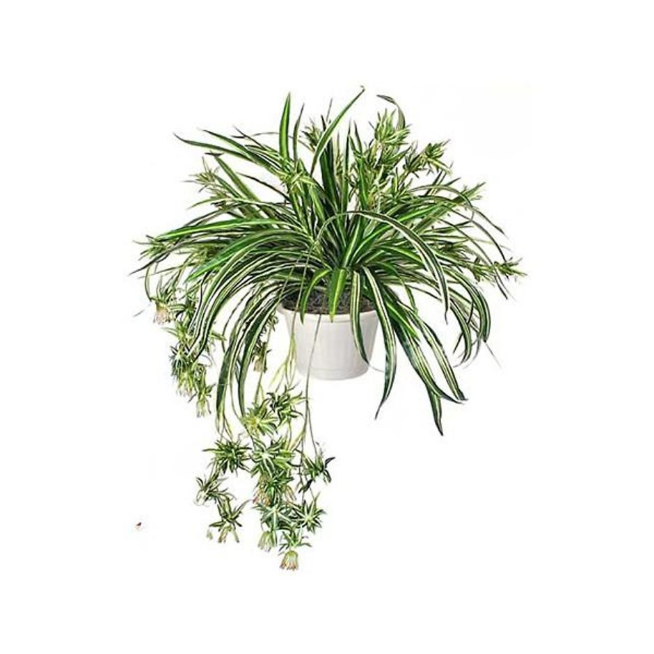 Хлорофитум Шопен