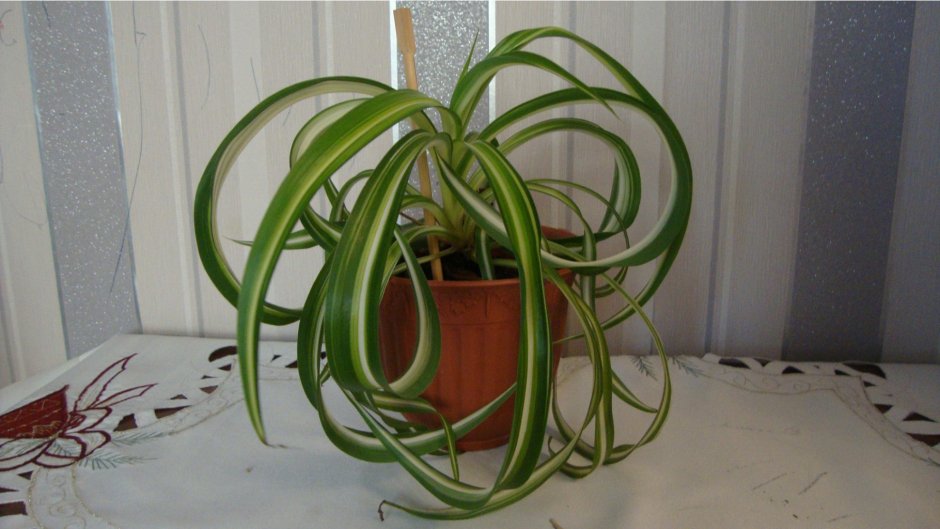 Хлорофитум на стене