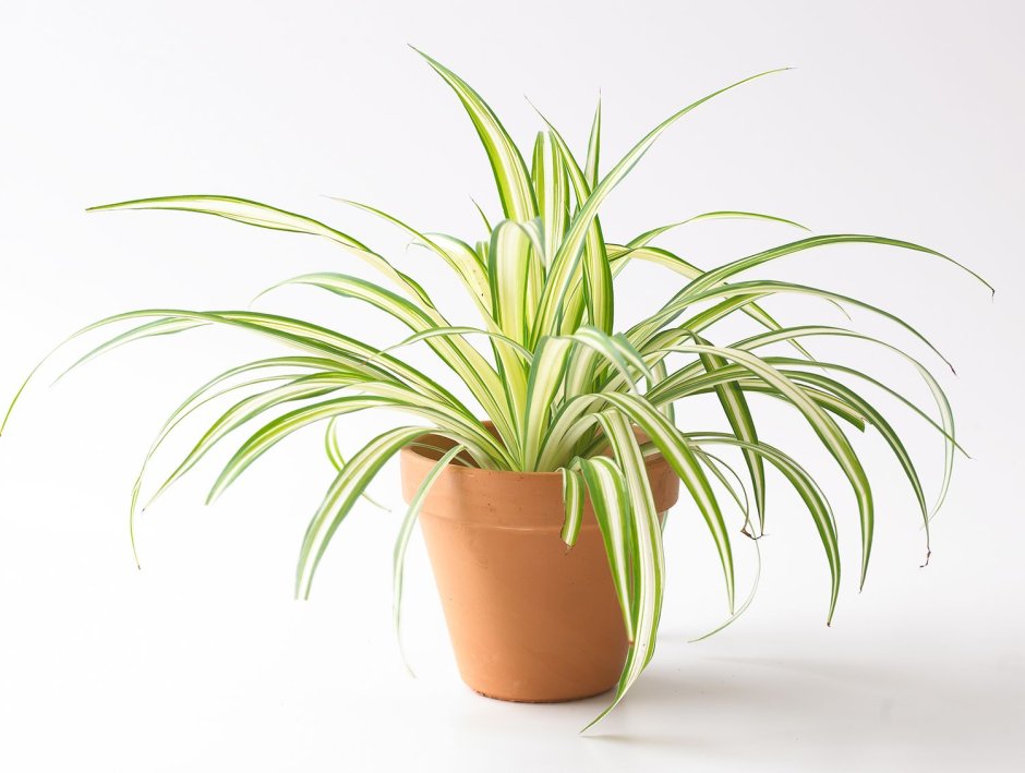 Хлорофитум ампельный