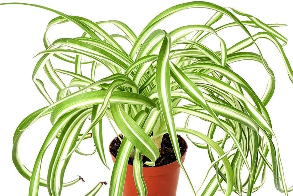 Хлорофитум в природе