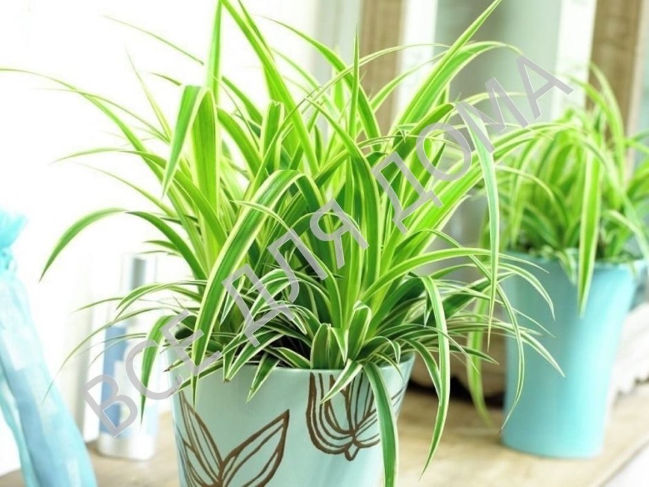 Хлорофитум хохлатый Бонни