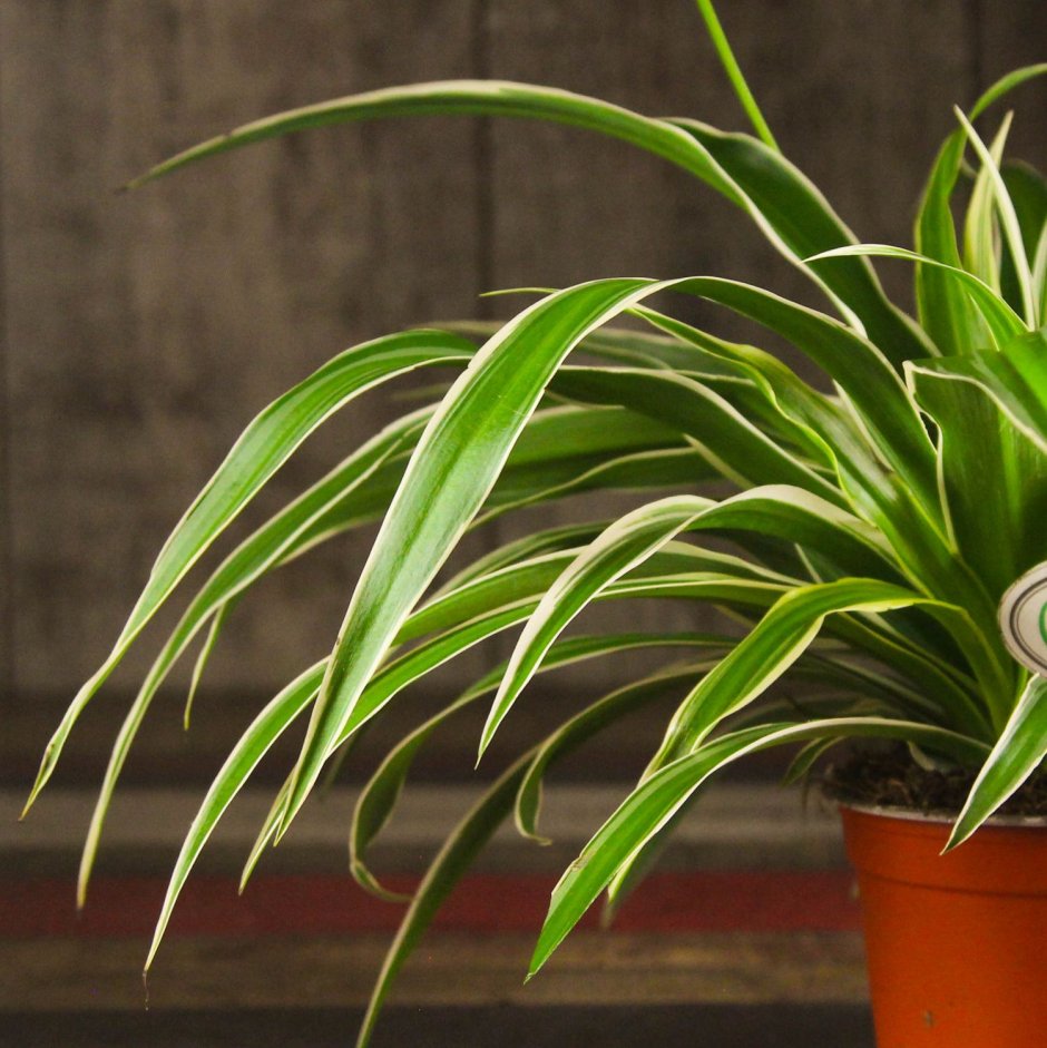 Филодендрон Сиам Санрайз