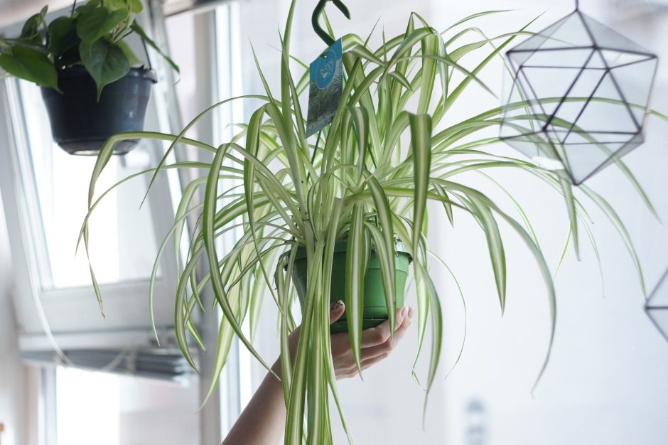 Хлорофитум хохлатый Chlorophytum comosum