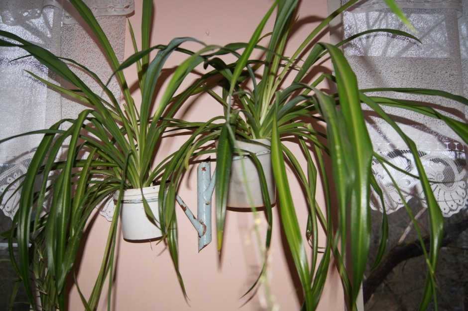 Хлорофитум в комнате