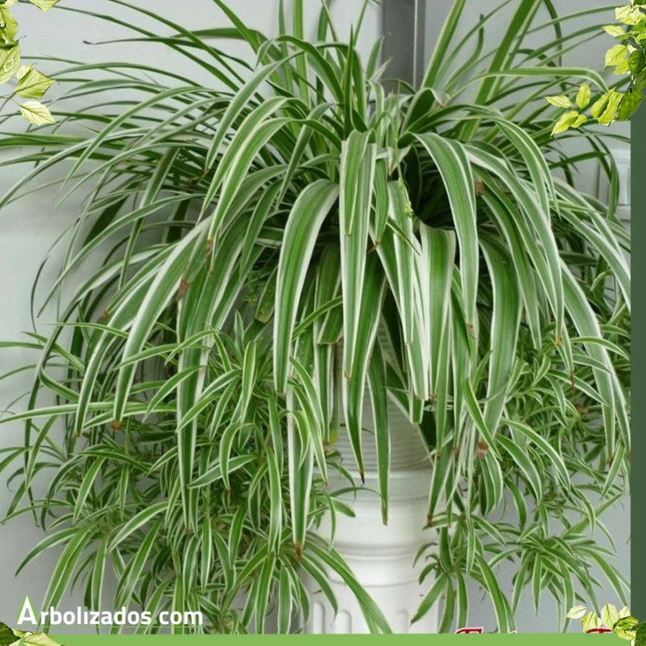 Вдовий плющ цветок