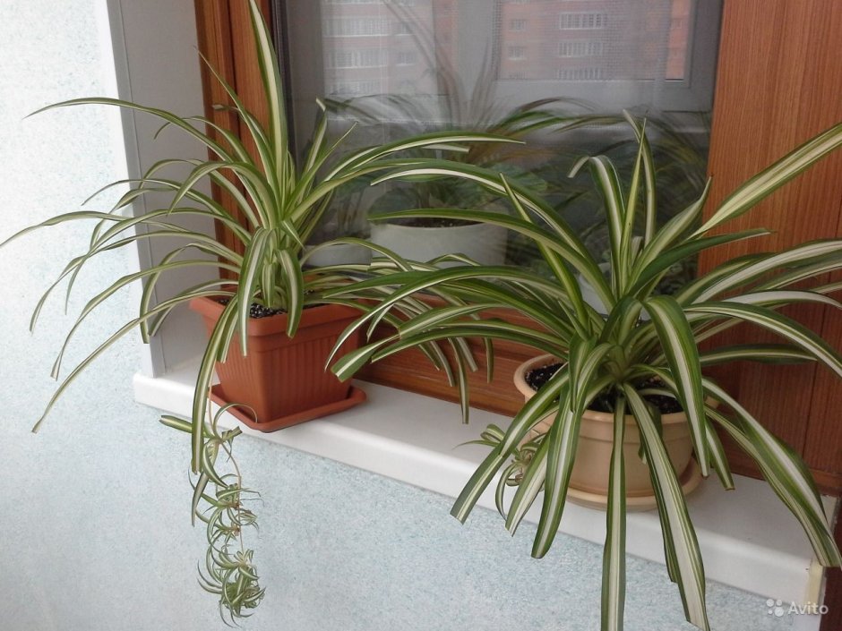 Хлорофитум (растение-паук)