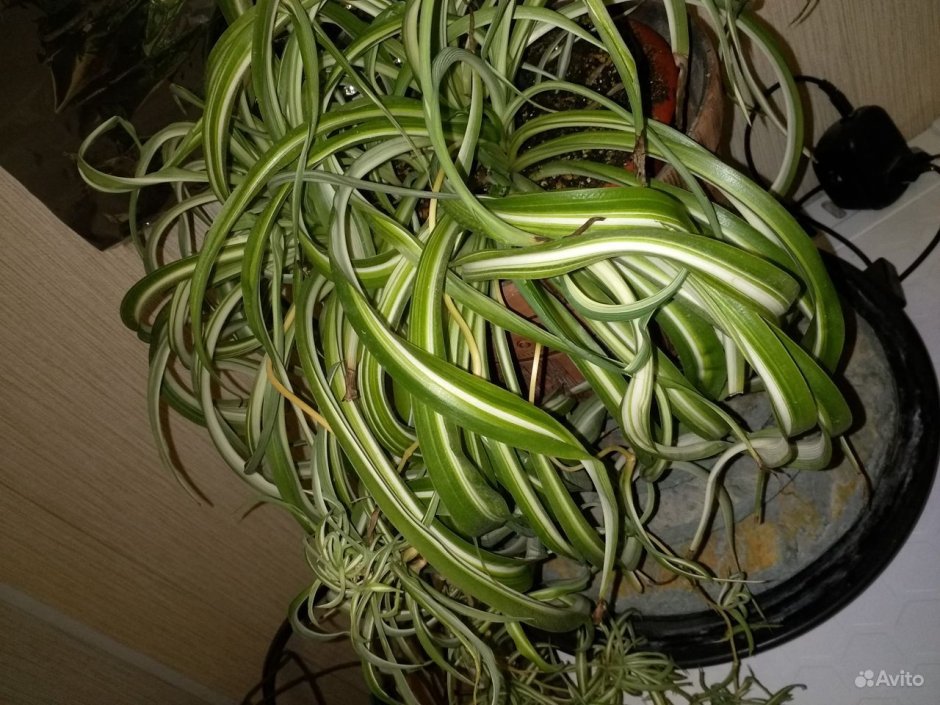 Сциндапсус Голден Потос