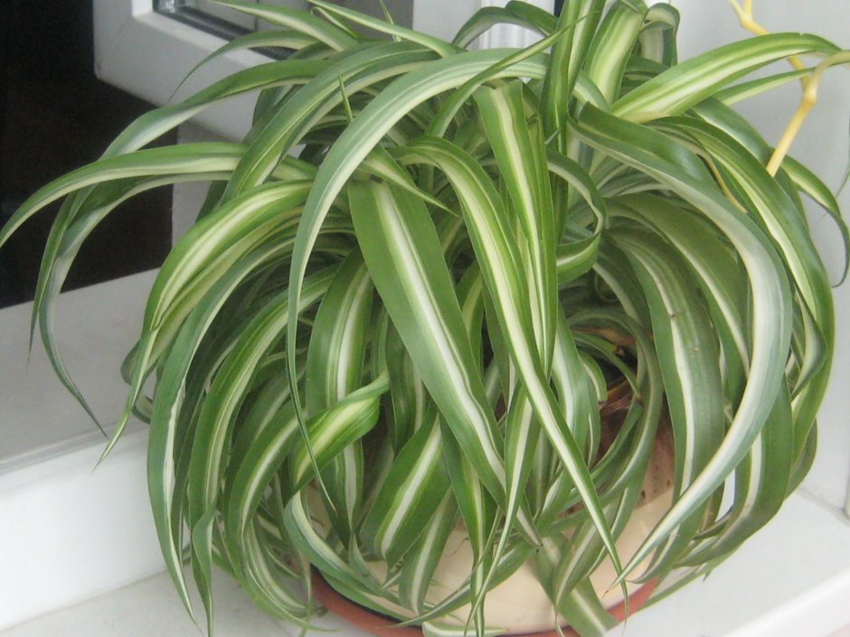 Лиана Эпипремнум