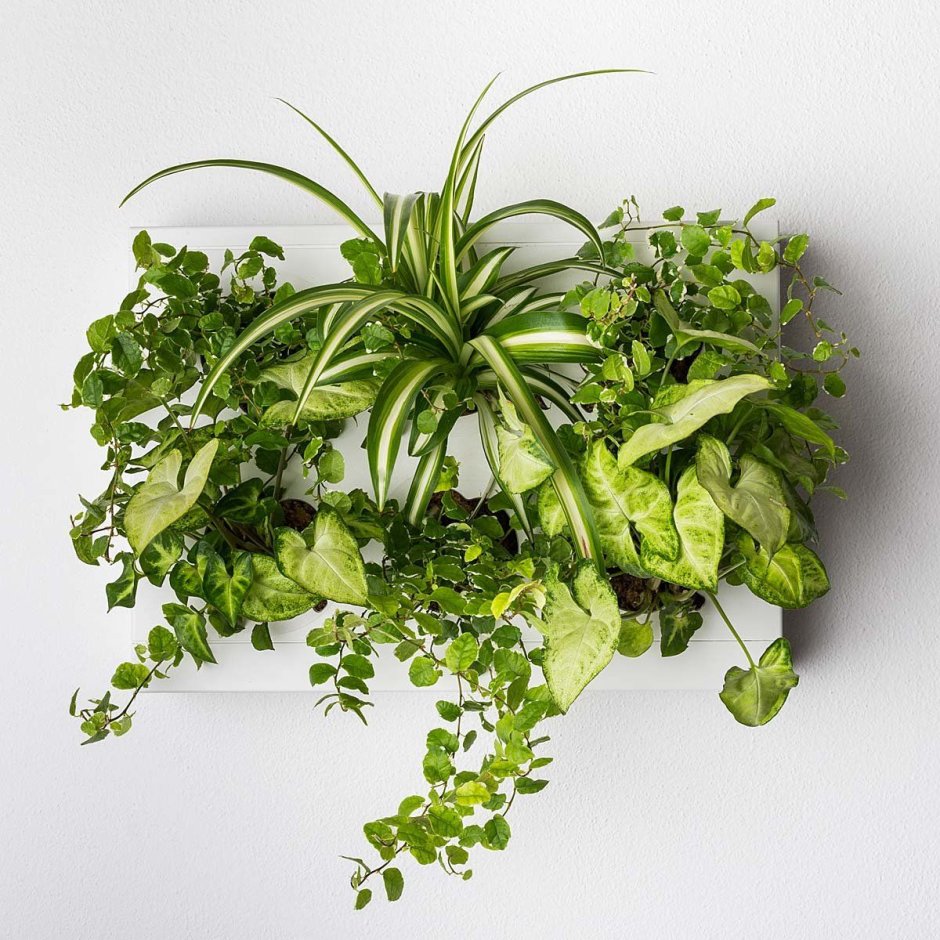 Растения на стене
