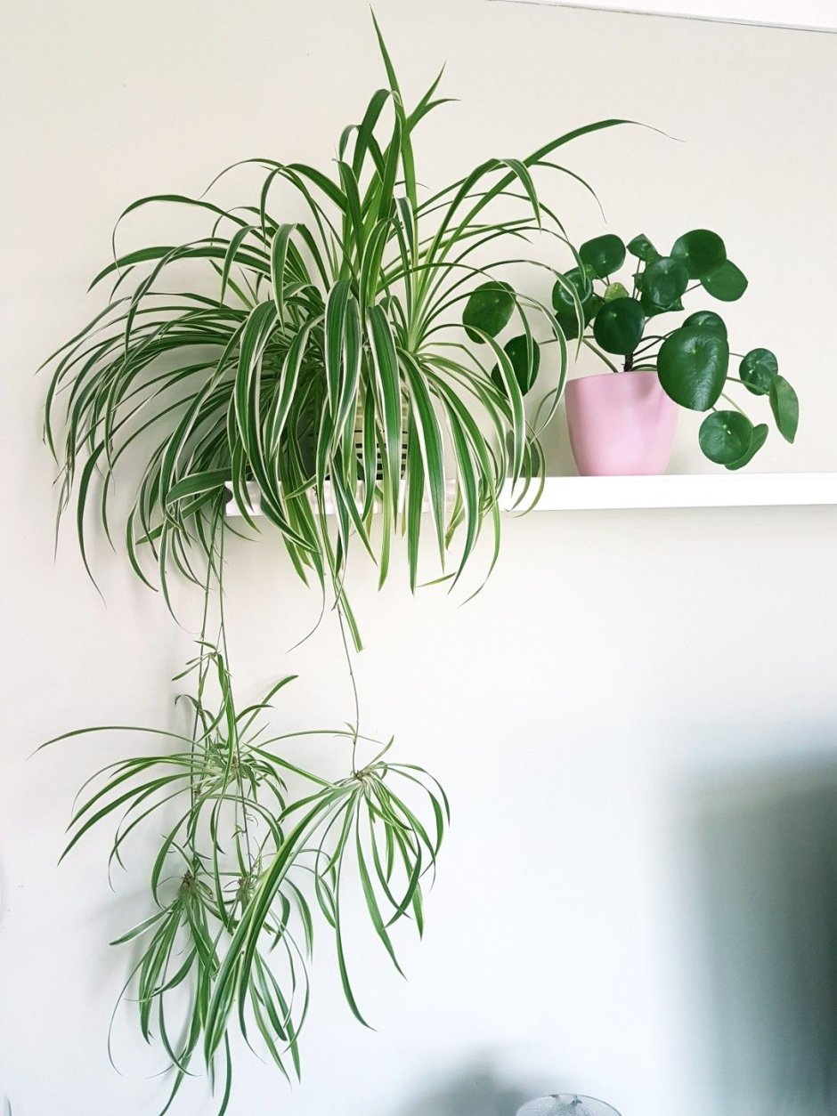 Хлорофитум Капский Chlorophytum