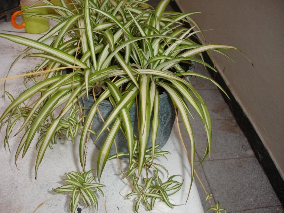 Сциндапсус Голден Потос