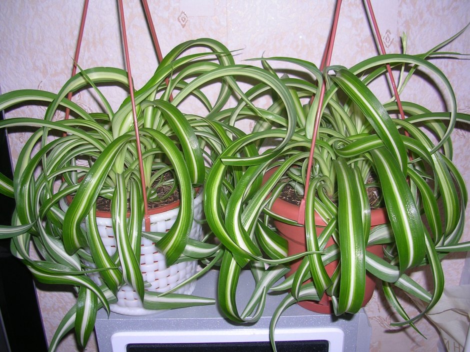 Хлорофитум хохлатый ампельный